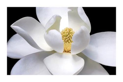 MAGNOLIA PHOTOGRAPH FLOWER PLANT 24X36 POSTER NY832