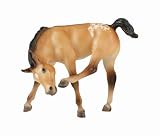 Buttercup - Appaloosa Foal 