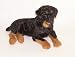 Decorative Rottweiler Dog