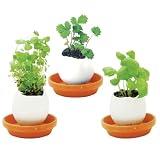 Eggling - Crack & Grow - Basil On Sale