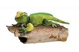 23 Plush Iguana
