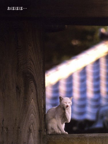 わらいねこ 幸せの招き猫相澤京子