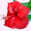 hibiscus flavor extract