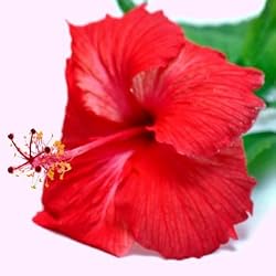 hibiscus flavor extract
