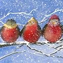 Christmas Cards - Luxury Box of 12 - Robins