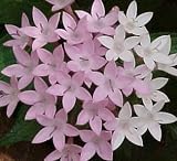 Lavender Egyptian Star 10 Seeds - Pentas - Annual