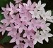 Lavender Egyptian Star 10 Seeds