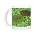 Photo Mugs of Fox nut (Euryale ferox) from Science Photo Library