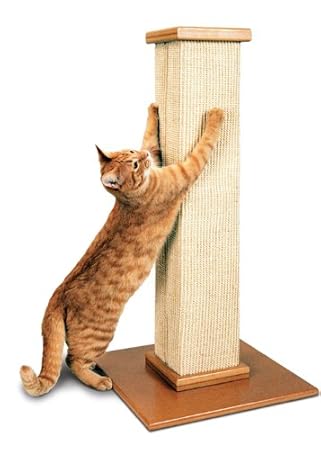 teaching cat to use scratching post