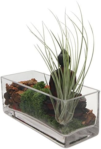 Multicolored Living Terrarium with Buddha and Orchid Bark