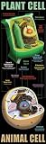 PLANT AND ANIMAL CELLS