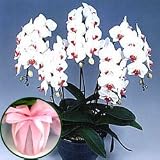�y��ꉀ�|�z�Ӓ��� ���~�� 5�{�����i���b�s���O�t���j