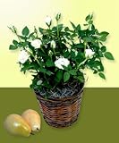 White Mini Roses