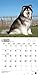 Alaskan Malamutes 2015 Calendar