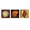 Burnished Shells Collection