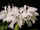 Cattleya warneri alba Newberry AM/AOS x self (orchid plant)
