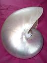Pearl Nautilus Beach House Decor Genuine Seashell
