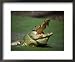 Nile Crocodile (Crocodylus Niloticus) at the Kachikaly Crocodile Pool, Bakau, Western, Gambia, The Photography Framed Art Poster Print by Ariadne Van Zandbergen, 22x18