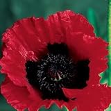 41 JrfKr32L. SL160  100 BEAUTY OF LIVERMORE ORIENTAL POPPY Papaver Orientale Flower Seeds