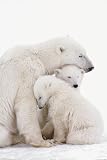 Polar Bear Family (Mom and Cubs) Art Poster Print - 24x36 Poster Print, 24x36 Poster Print, 24x36