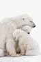 Polar Bear Family (Mom and Cubs) Art Poster Print - 24x36 Poster Print, 24x36 Poster Print, 24x36