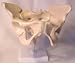 Female Pelvis Anatomical Model, Life Size