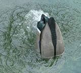 Higdon Decoys 50025 Pulsator and Power Pack - Single with Charger