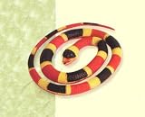 Rubber Coral Snake