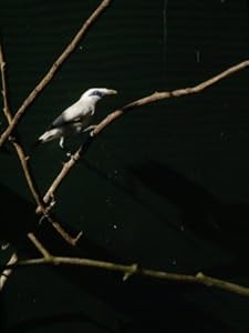 Rare and Almost Extinct Bali Starling in a Cage Photographic Poster Print by Eightfish , 18x24