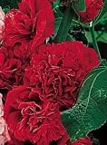 Hollyhock Chater &acute; s Double Red 8 Plants - B00136UJ8I