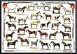 Art Poster Metal Framed Print - Horses (English) - Artist: Hobby Posters- Poster Size: 26 X 38