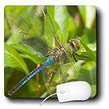 Danita Delimont - Dragonflies - Common Green Darner on Water Primrose in wetland Effingham Co. IL - MousePad (mp_209575_1)
