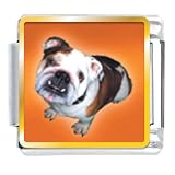 Brown White Bulldog Photo Italian Charm