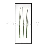 F-style ���[�t�p�l���EEquisetum hyemale / �g�N�T�@425x1015x30mm 2.8Kg
