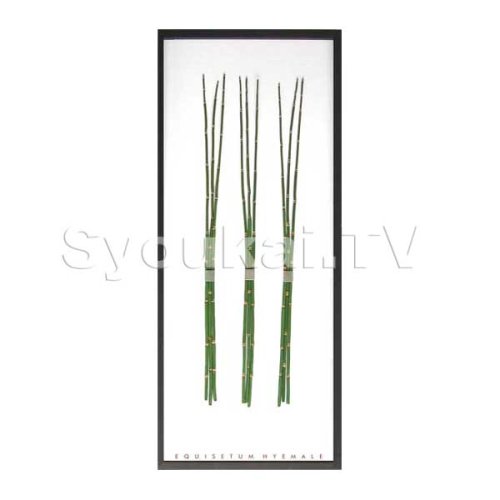 F-style リーフパネル・Equisetum hyemale / トクサ　425x1015x30mm 2.8Kg