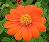 Tithonia rotundifolia 'The Torch' 30 Seeds Tithonia, Mexican Sunflower Butterflies Love IT.