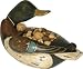 Mallard 