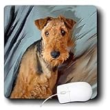 Dogs Airedale - Airdale Terrier Portrait - Mouse Pads