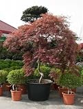 Acer palmatum - Japanische Ahorne Topfbreite 85 cm / Pflanzenhöhe 250 cm mit Topf