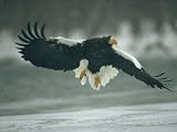 Stellers Sea-Eagle Descends along the Shore of Kamchatka Peninsula National Geographic Collection Photographic Poster Print by Klaus Nigge, 48x36