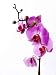 Exotic Flowers - 24
