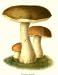 Botanical Mushroom Print: Boletus Scaber - Leccinum scabrum