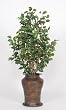 House of Silk Flowers Artificial Variegated Ficus Floor Plant 24"W x 52"H