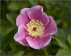 Halloween and October 31st in the Garden Posters & Prints | Amazon.com