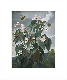Oblique-leaved Begonia, 1799-1807 by Dr. Robert John Thornton poster print,11.6 in. x 14 in.