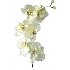 M�maX ORCHIDEENZWEIG ORCHIDEE