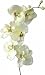 M�maX ORCHIDEENZWEIG ORCHIDEE