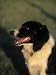 Border Collie Dog Outdoors Photographic Poster Print by Peggy Koyle, 18x24