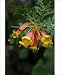 Photographic Prints of Cape Honeysuckle - a shrub or small tree that is evergreen and a scrambling from Ardea Wildlife Pets