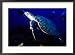 Scuba Diving in Soufriere Bay with Loggerhead Turtle, Dominica, Caribbean Framed Photographic Poster Print by Greg Johnston, 29x21